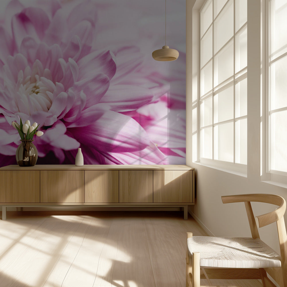 Roze chrysantenbloesem | Behang
