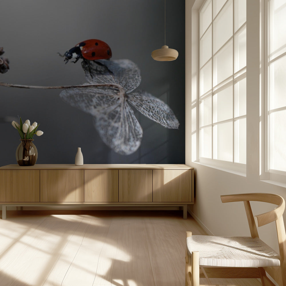Lieveheersbeestje op hortensia. | Behang
