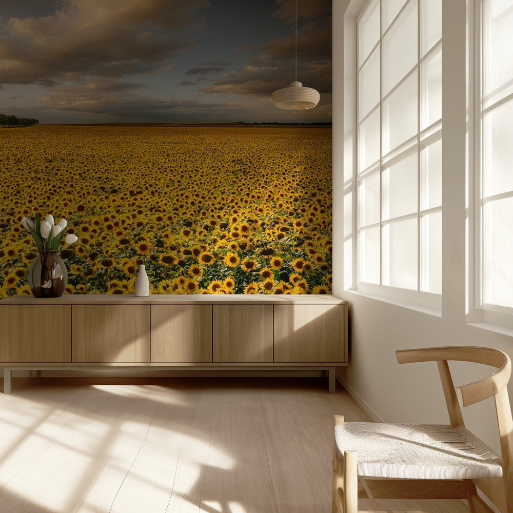 Zonnebloemen | Behang