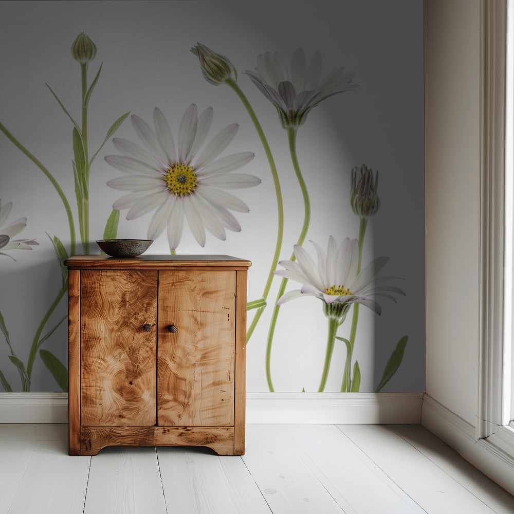 Kaapse madeliefjes | Behang