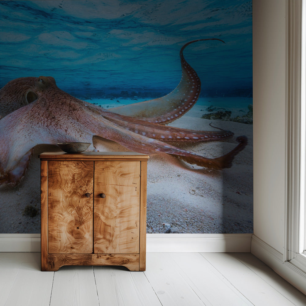 Octopus | Achtergrond