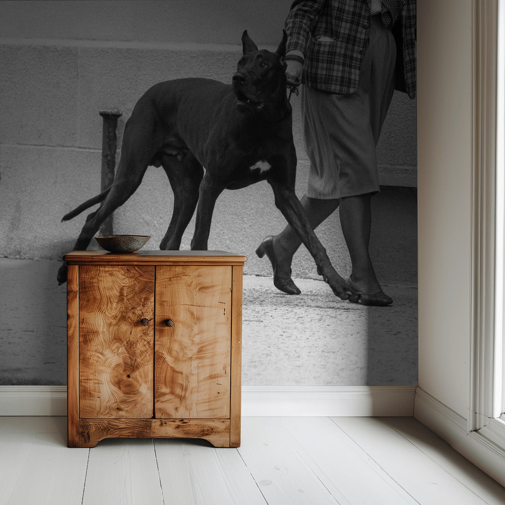 Duitse dog als lijfwacht (uit de serie "Boy meets girl") | Achtergrond