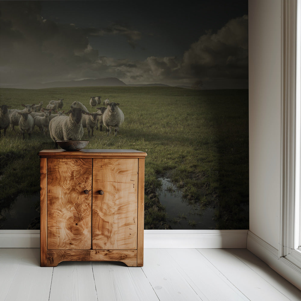 Schapen | Behang