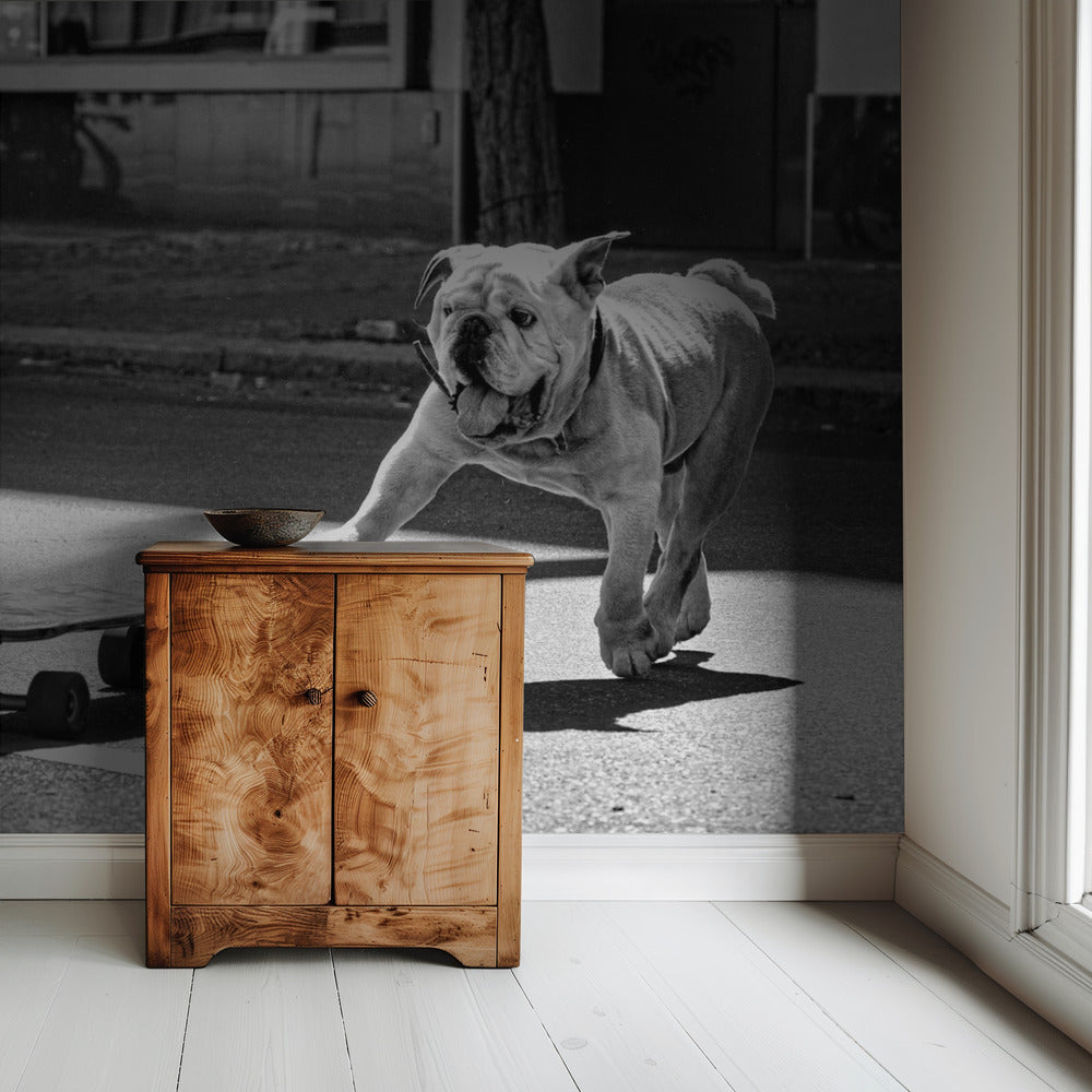 ...honden willen gewoon plezier hebben... | Achtergrond