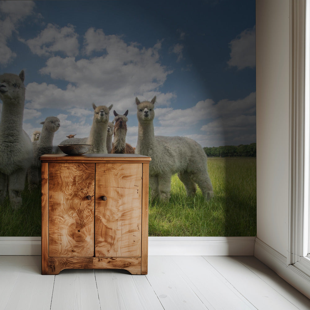 Stuur de Alpaca's op! | Behang
