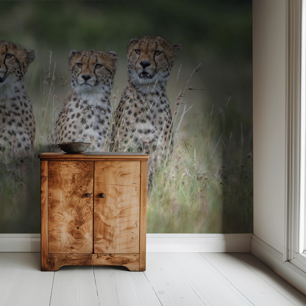 Cheetawelpen | Achtergrond