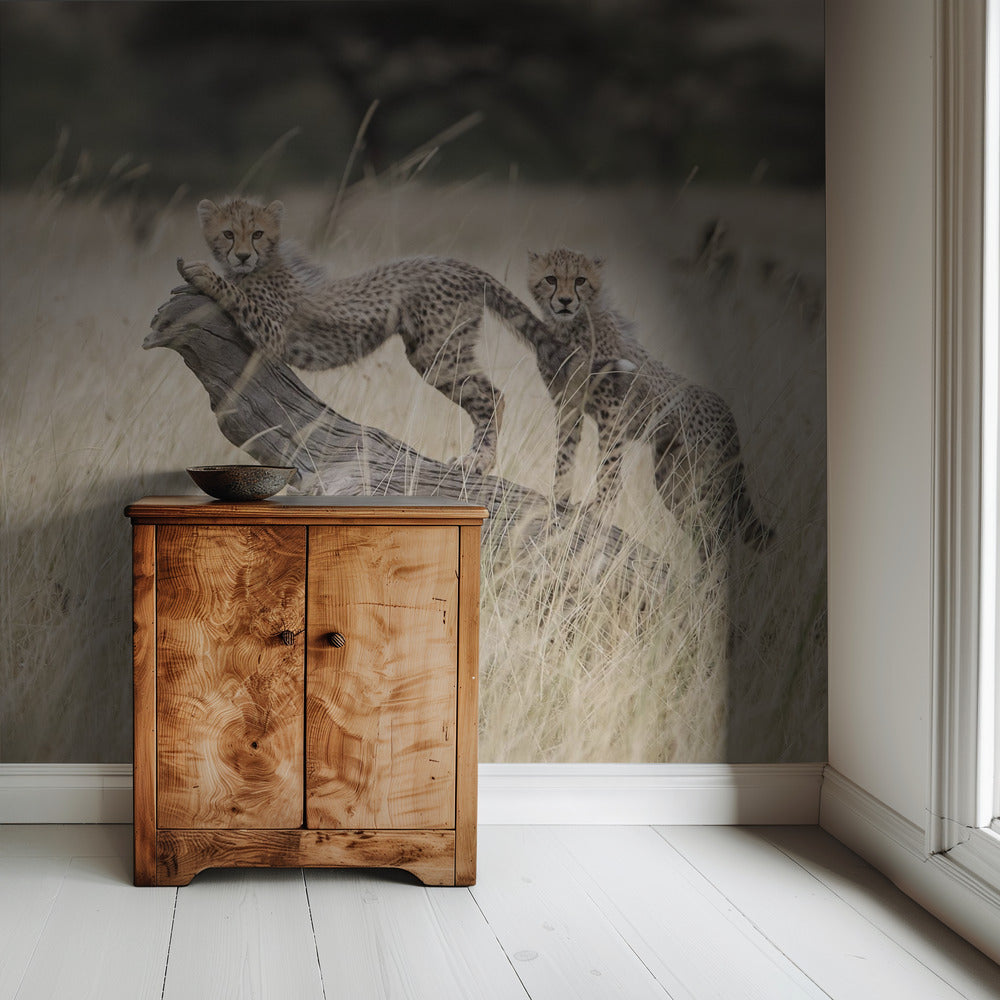 Nieuwsgierige katjes | Behang
