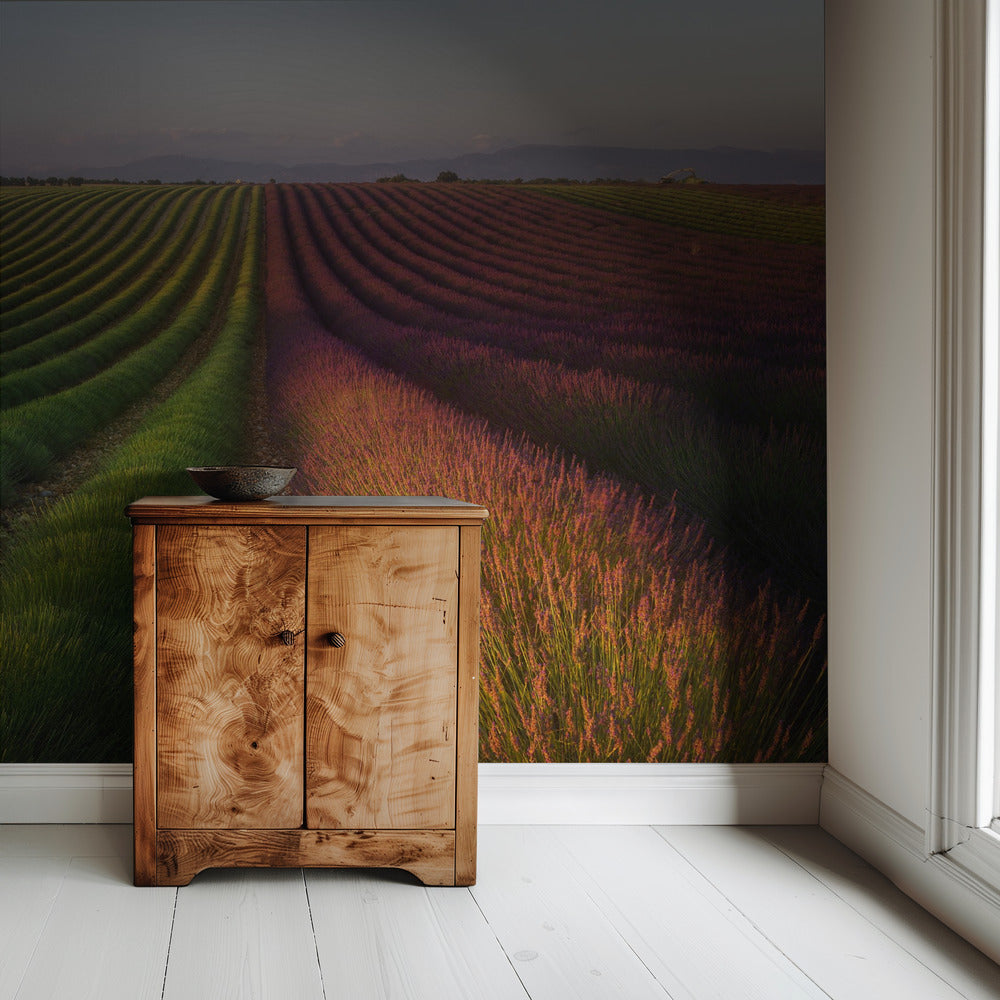 Lavendelveld | Behang