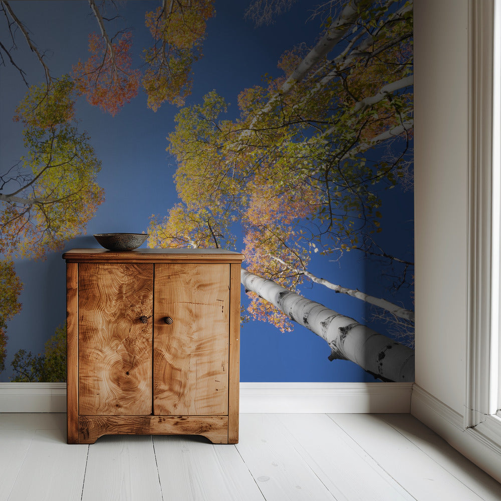 Herfstberken | Behang