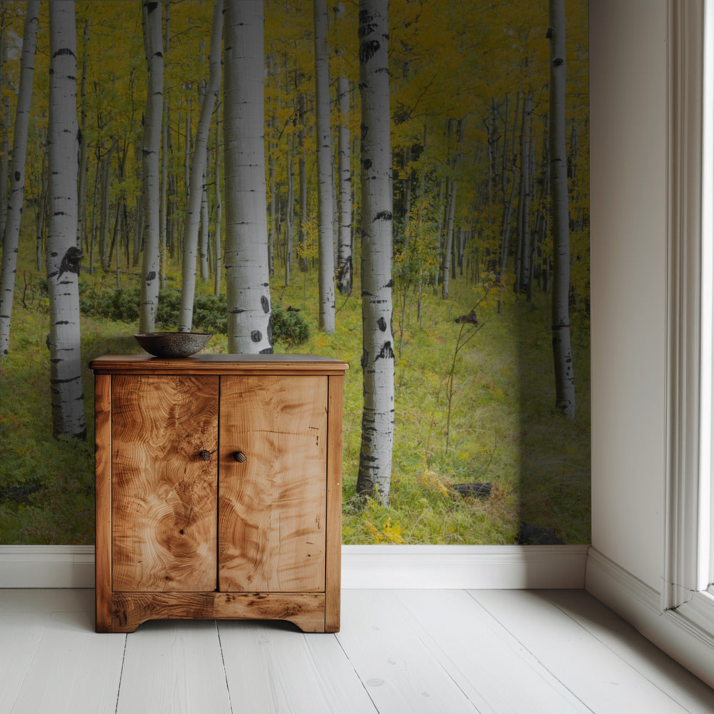 Gele berken | Behang