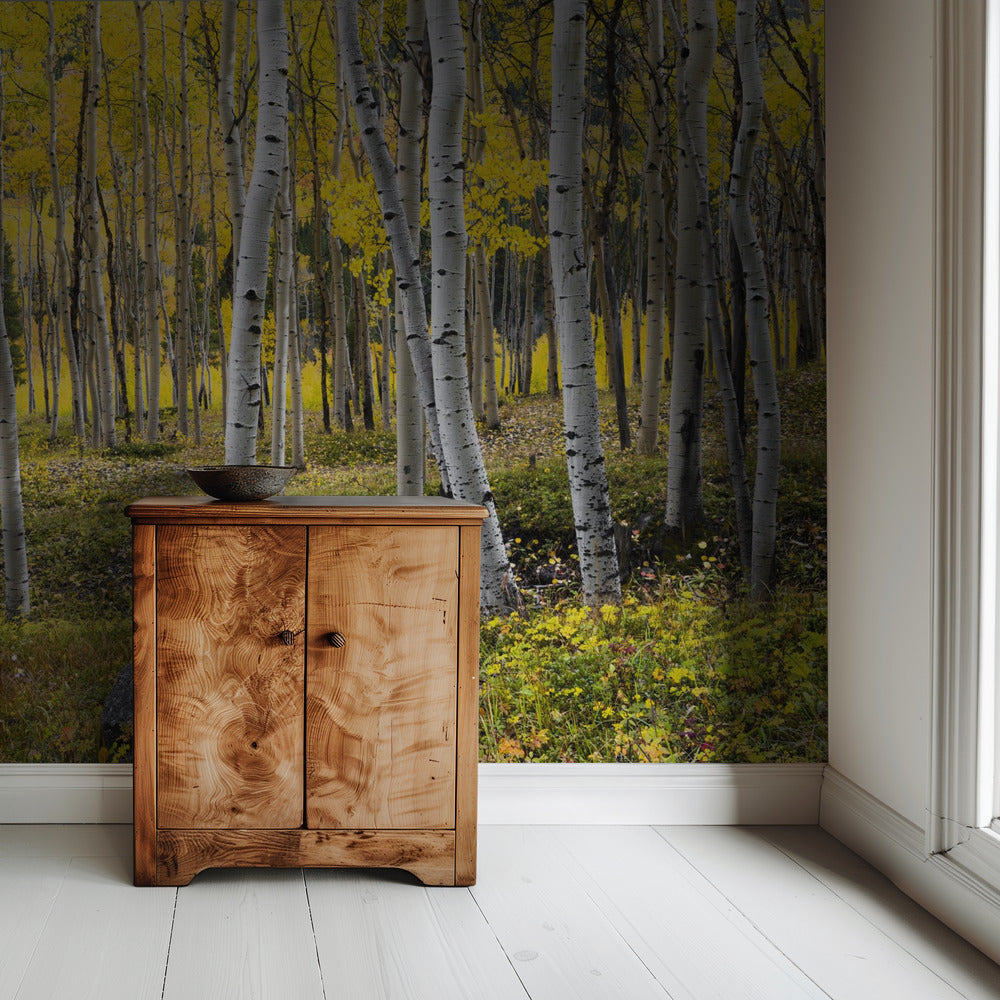 Herfstberken | Behang