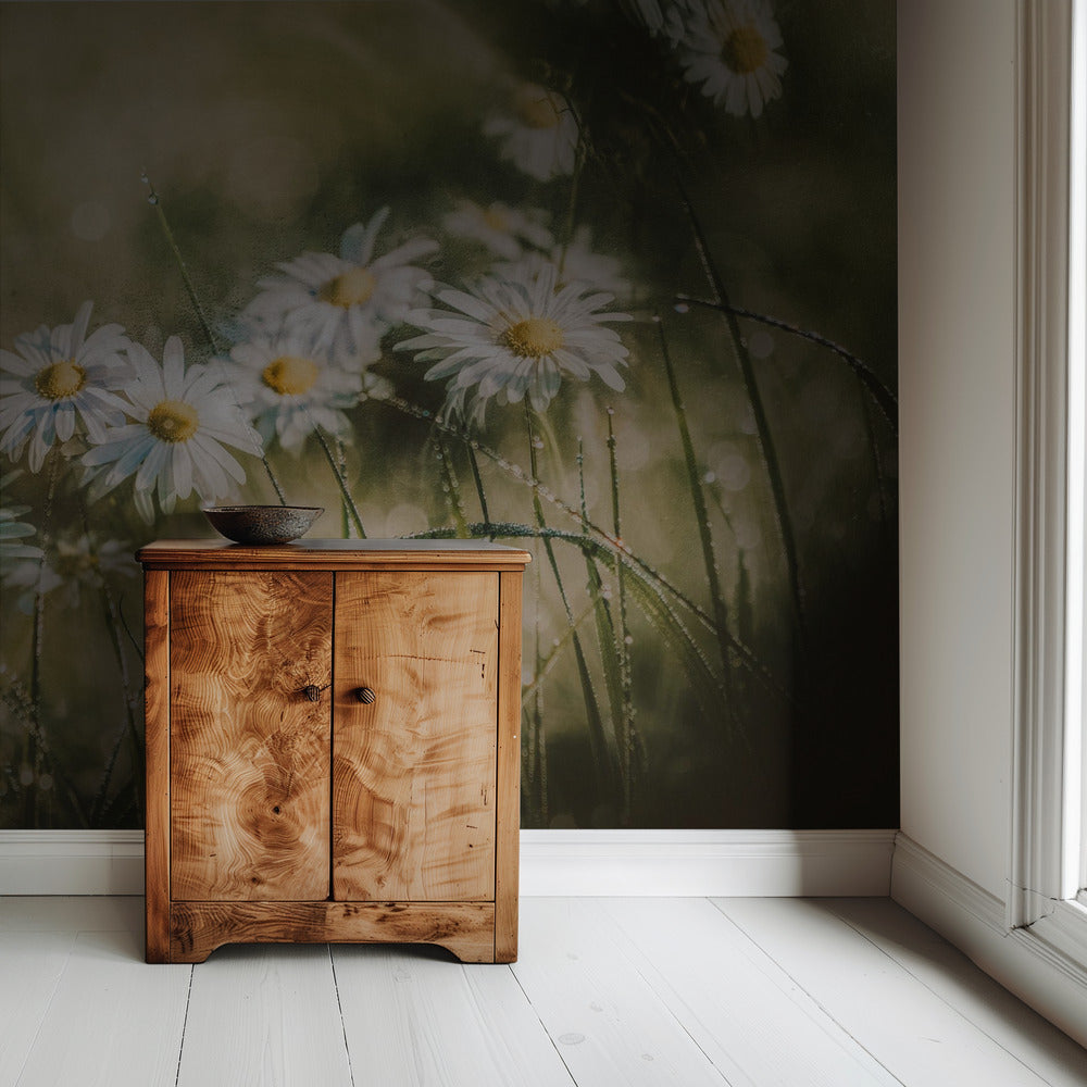 madeliefjes in de vroege ochtend | Behang