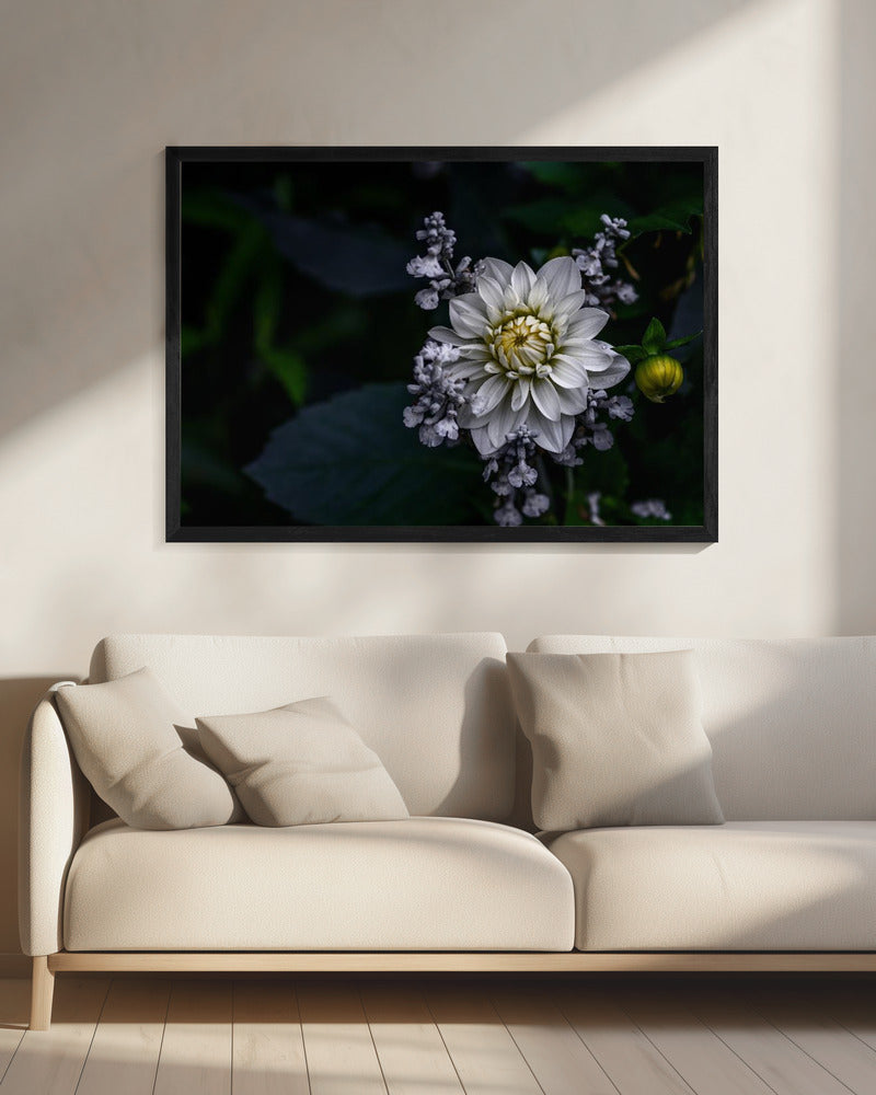 Dahlia bloem | Canvas