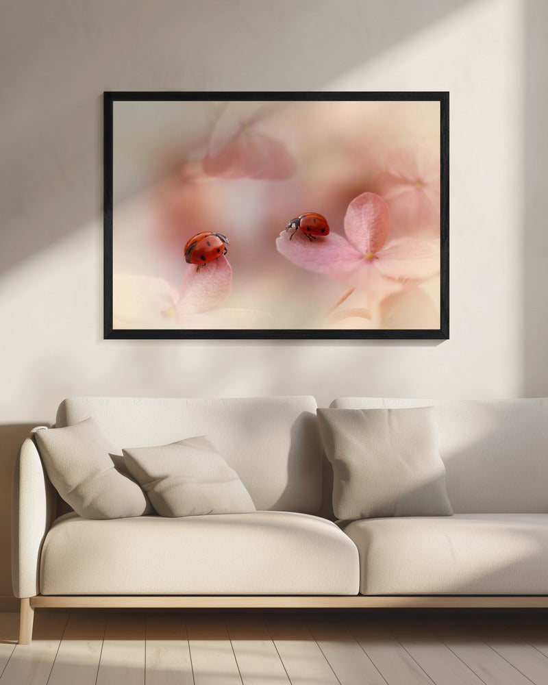 Lieveheersbeestjes op roze hortensia. | Canvas