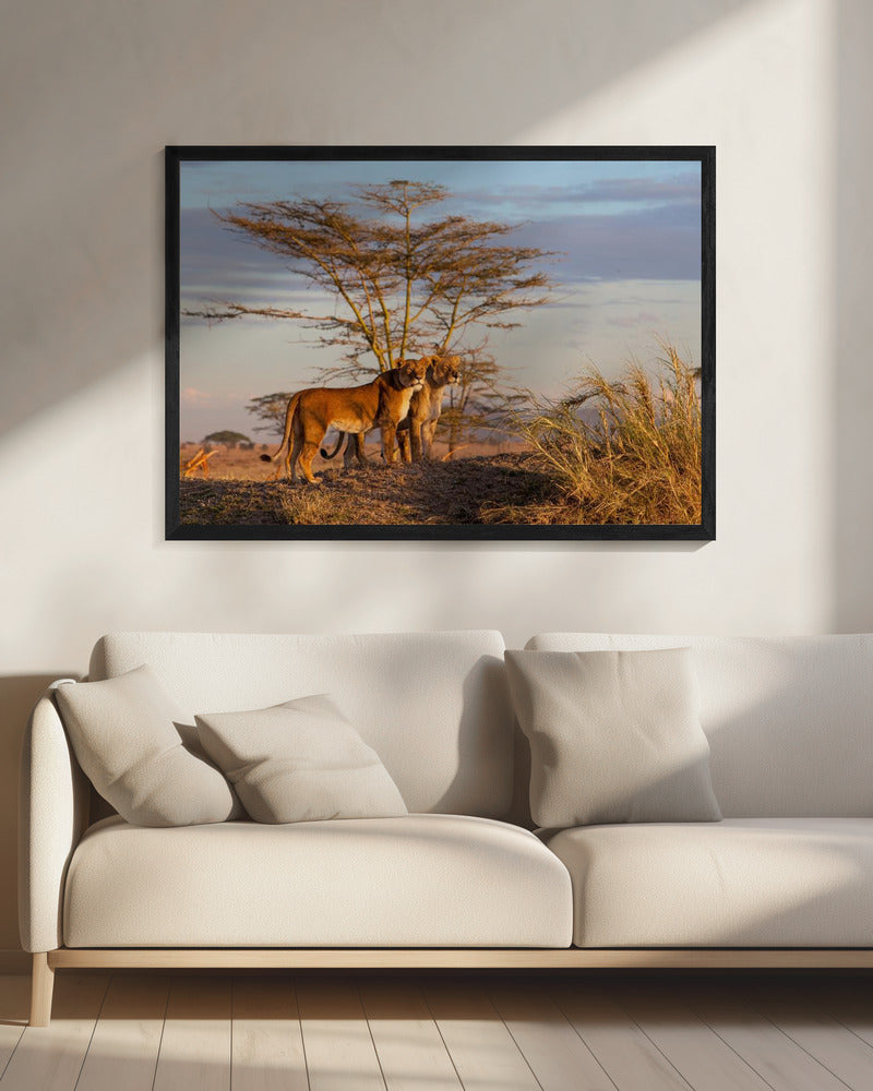 Zussen | Canvas