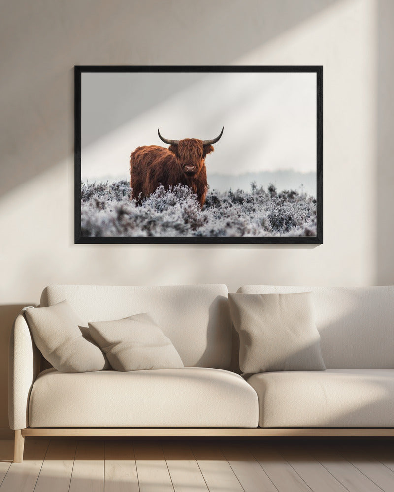 Hooglander | Canvas