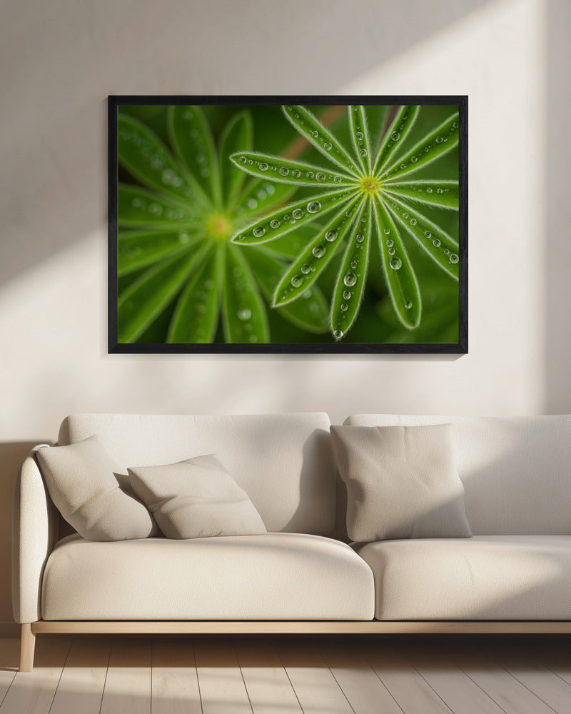 Parelwitte Lupine | Canvas