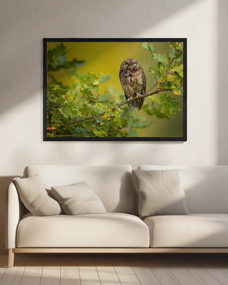 Euraziatische dwergooruil | Canvas