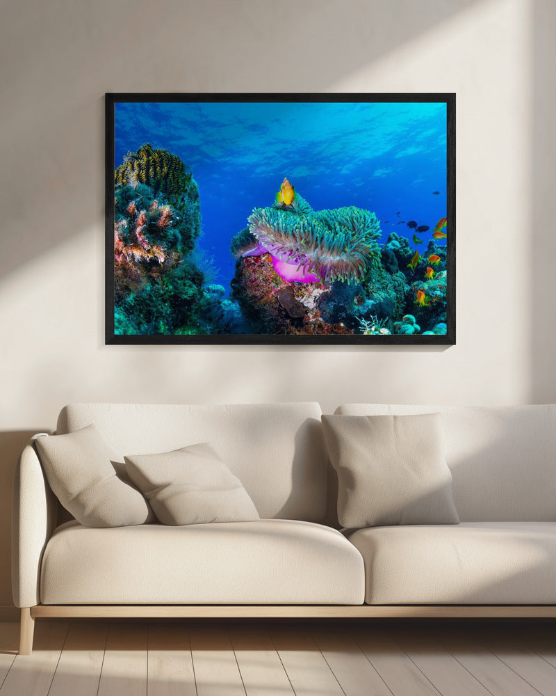 Zeeleven | Canvas