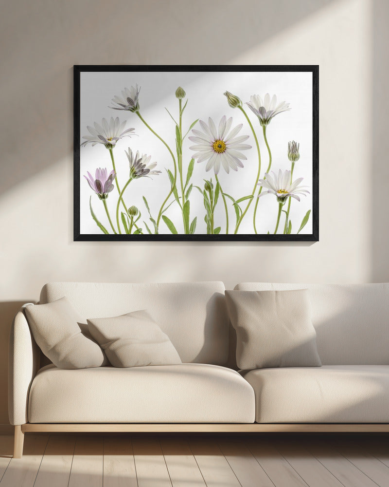 Kaapse madeliefjes | Canvas