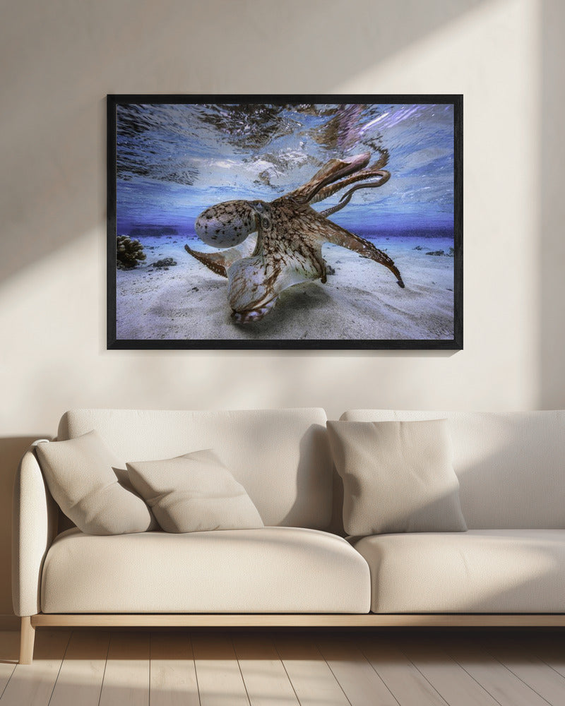 Dansende Octopus | Canvas