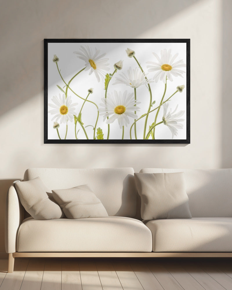Ossenoogmadeliefjes | Canvas