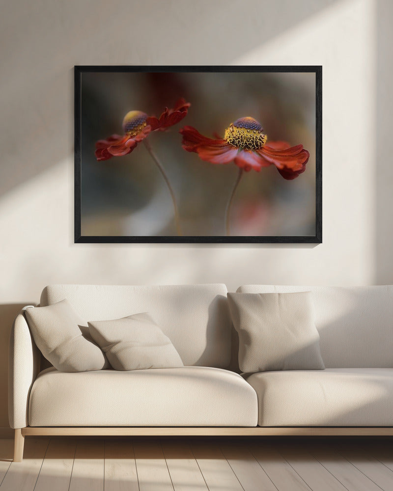 Helenium dans | Canvas