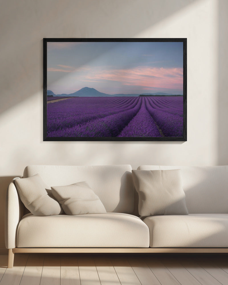 Lavendelveld | Canvas