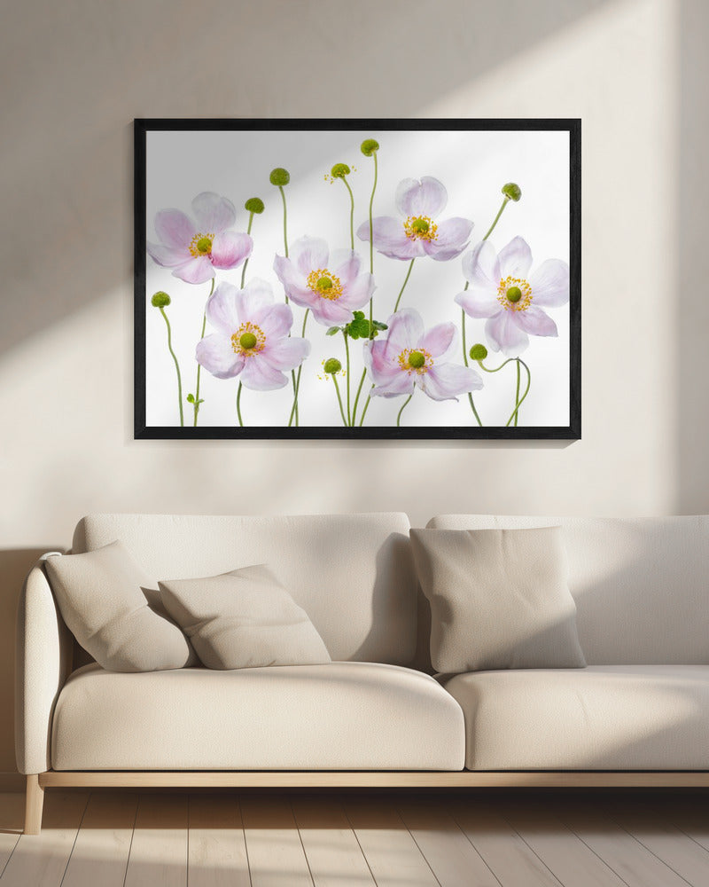 Japanse anemonen | Canvas