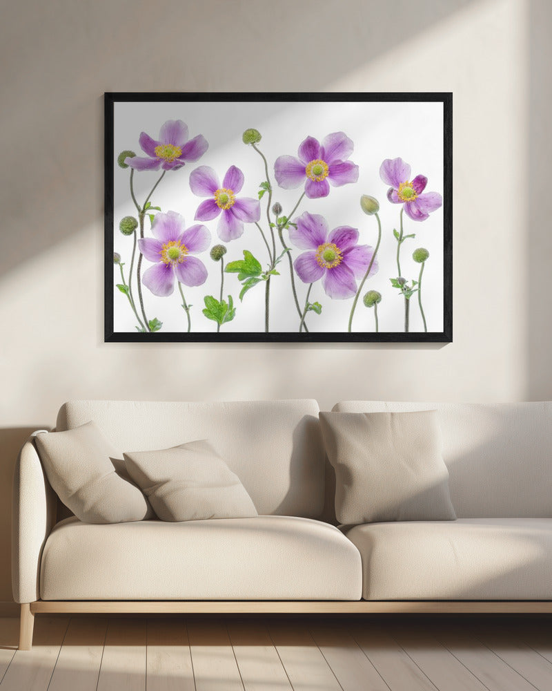 Anemoon Japonica | Canvas