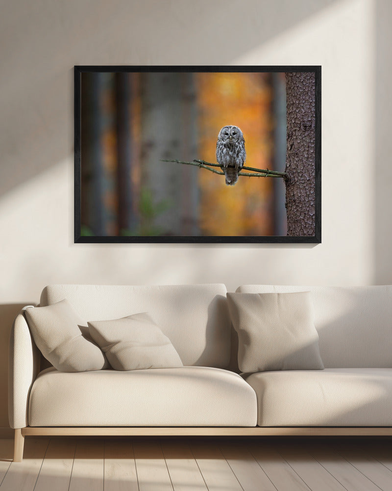 Tawny Owl | Canvas