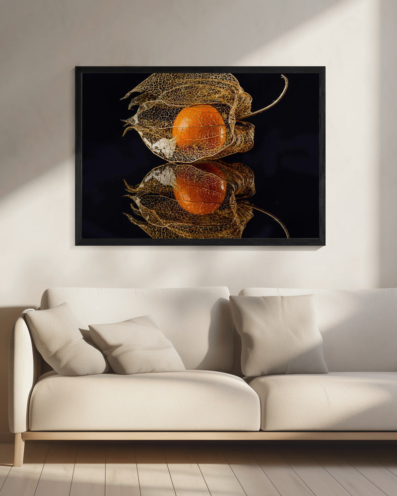 Physalis | Canvas