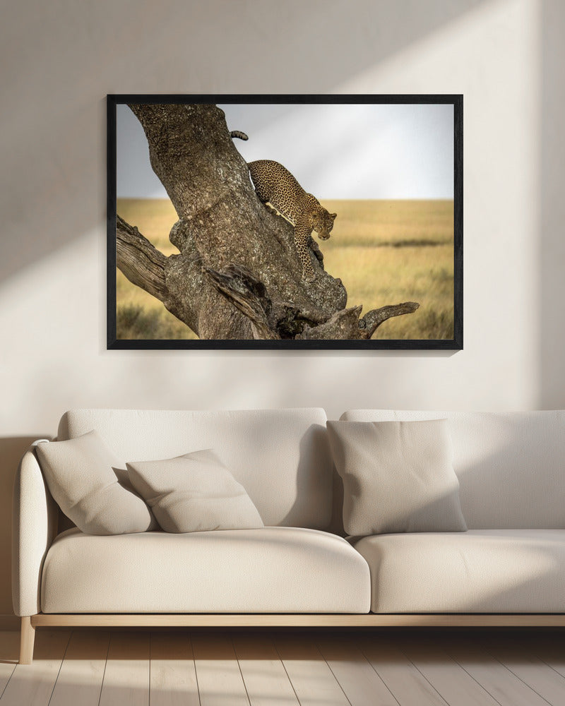 Luipaard - Serengheti, Tanzania | Canvas