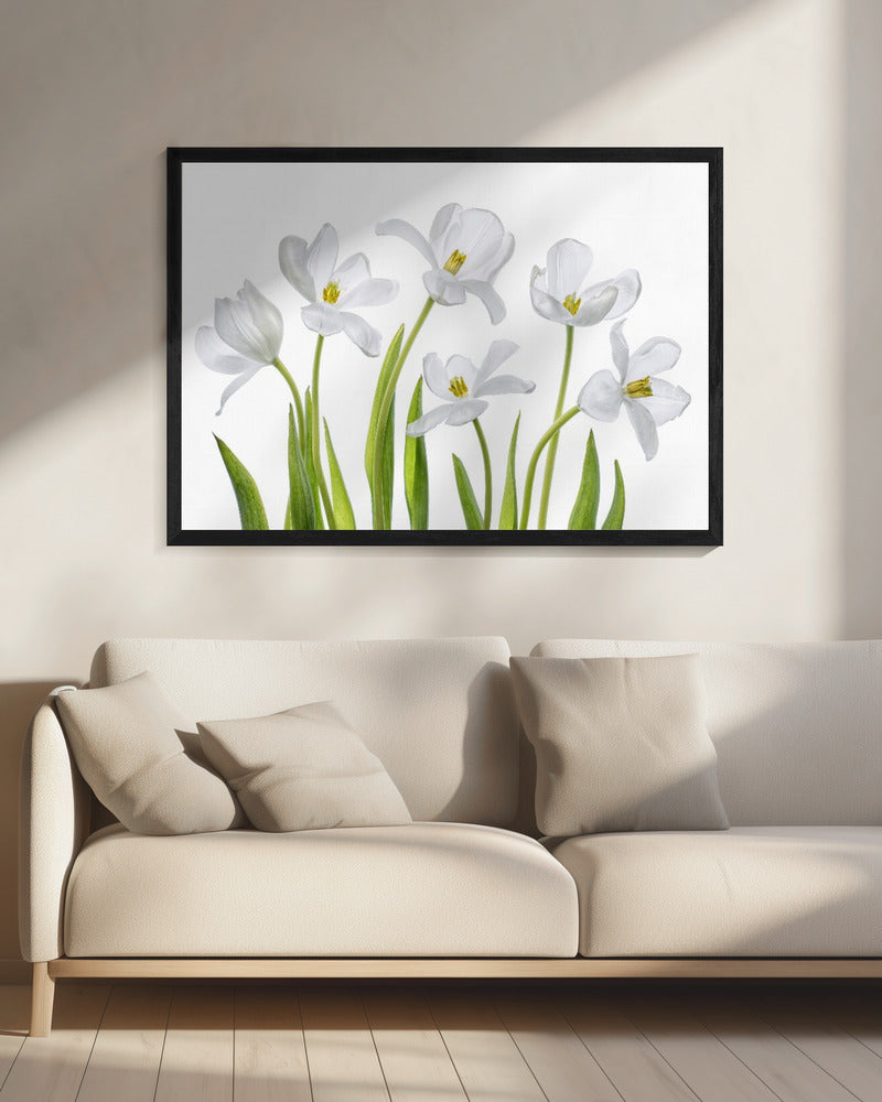 Witte Tulpen | Canvas