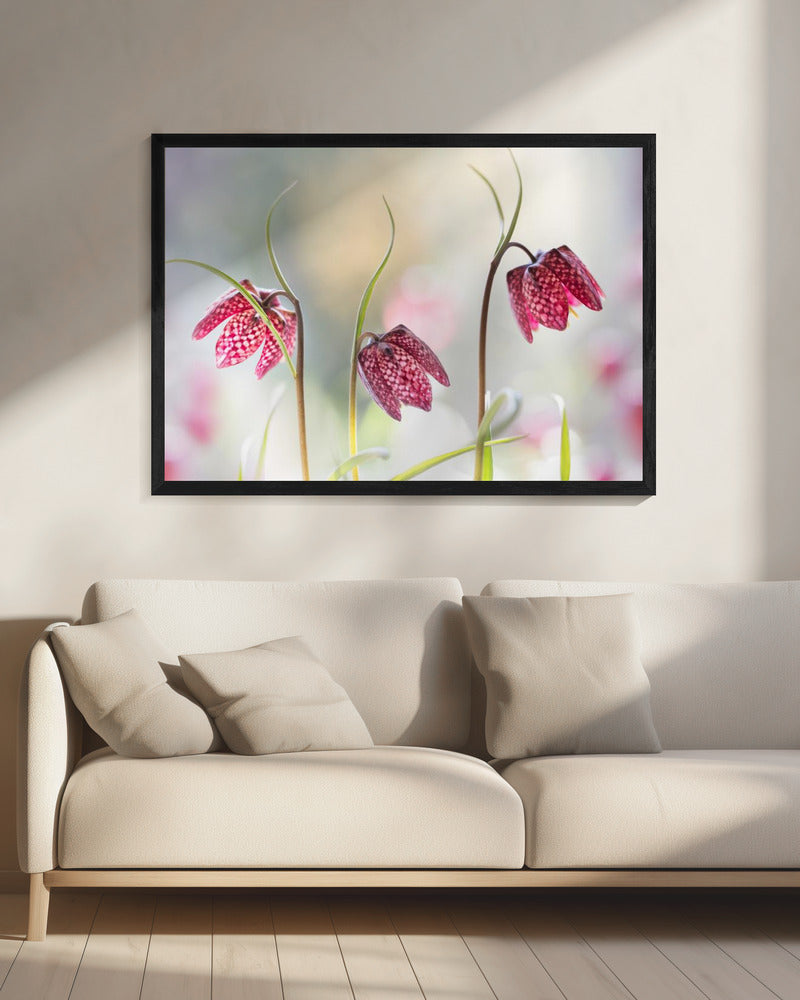 Slangenkopparelmoervlinder | Canvas