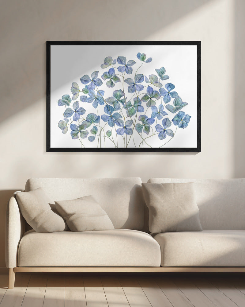Hortensia | Canvas