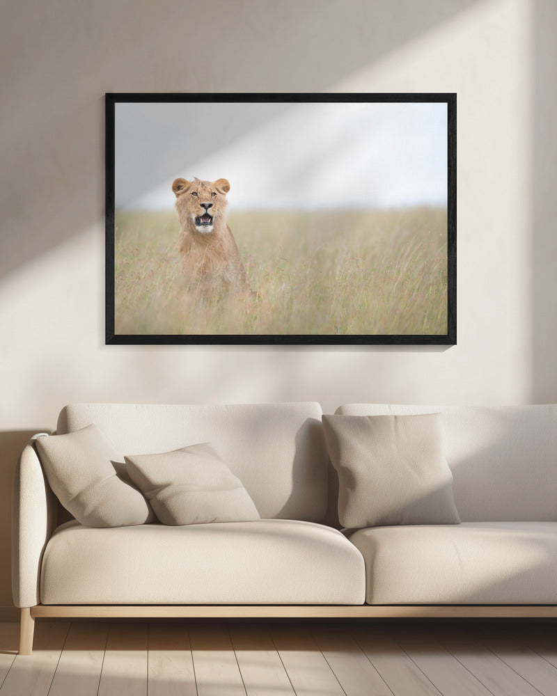 Jonge Leeuw | Canvas
