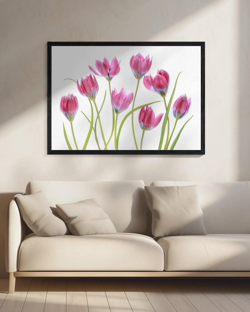 Tulp blush | Canvas