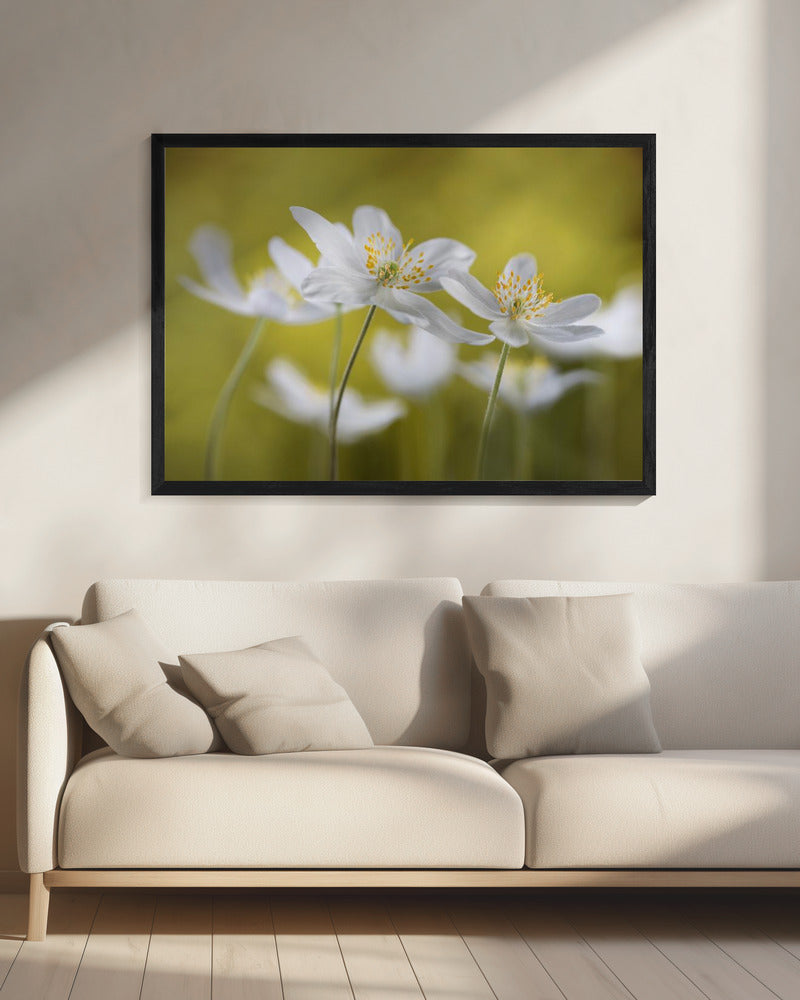 Bosanemonen | Canvas