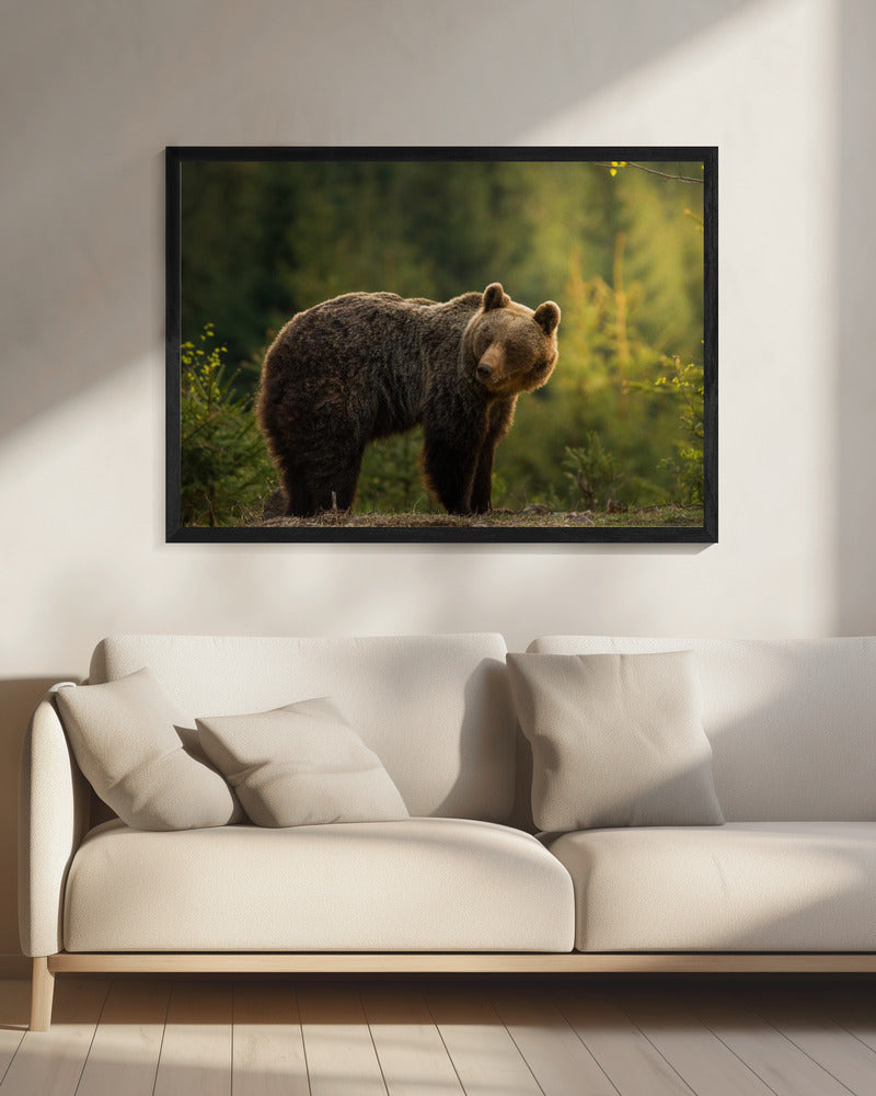 Beer met tegenlicht | Canvas