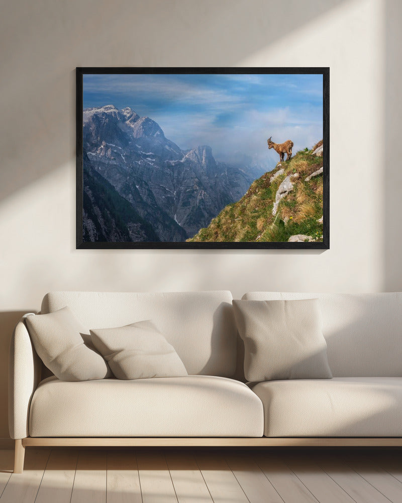 Alpensteenbok in de bergen | Canvas