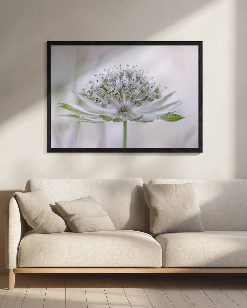 Astrantia | Canvas