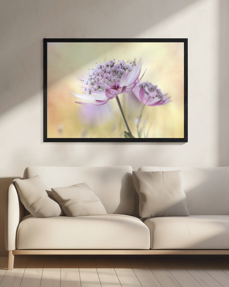Roze Astrantia | Canvas