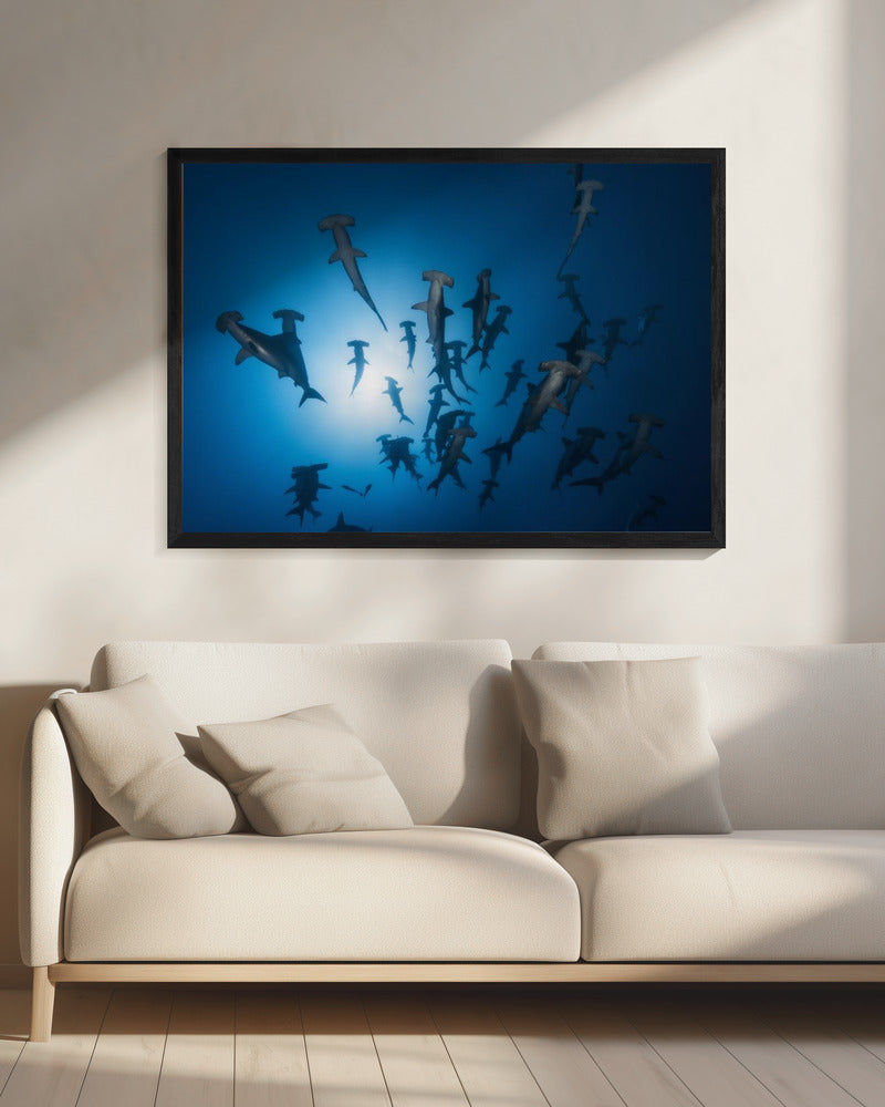 Hamerhaai - Onderwaterfotografie | Canvas