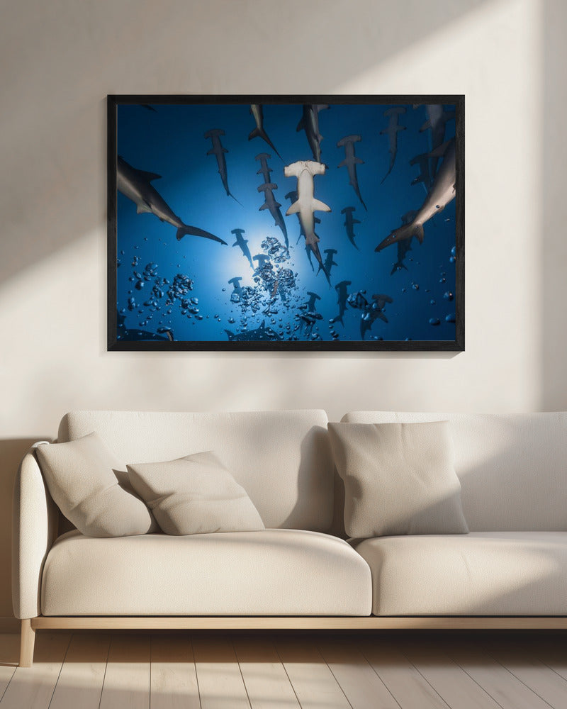 Hamerhaai | Canvas