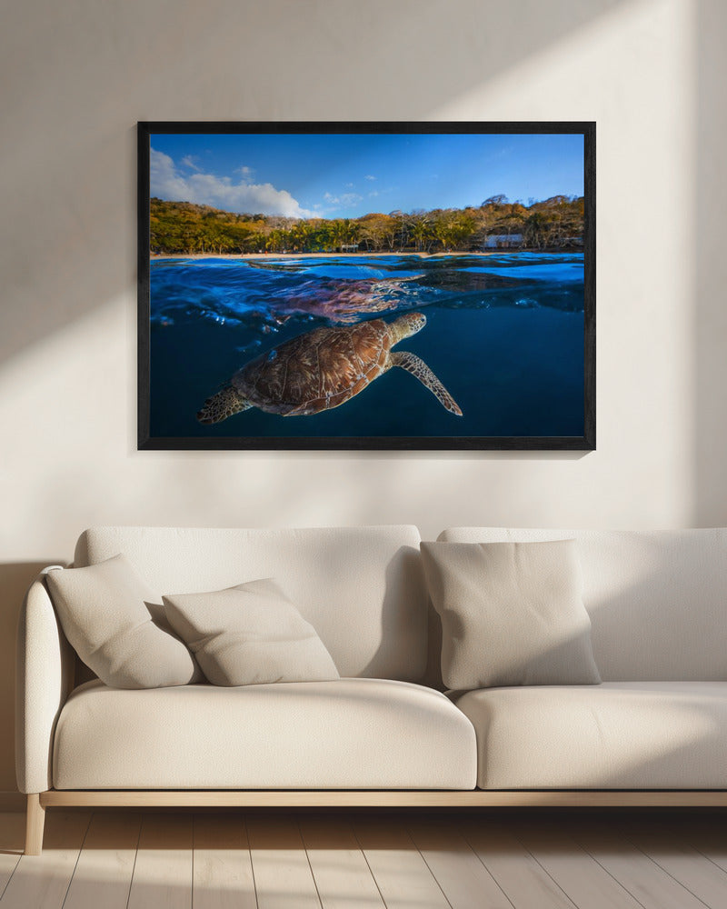 Groene schildpad - Zeeschildpad | Canvas
