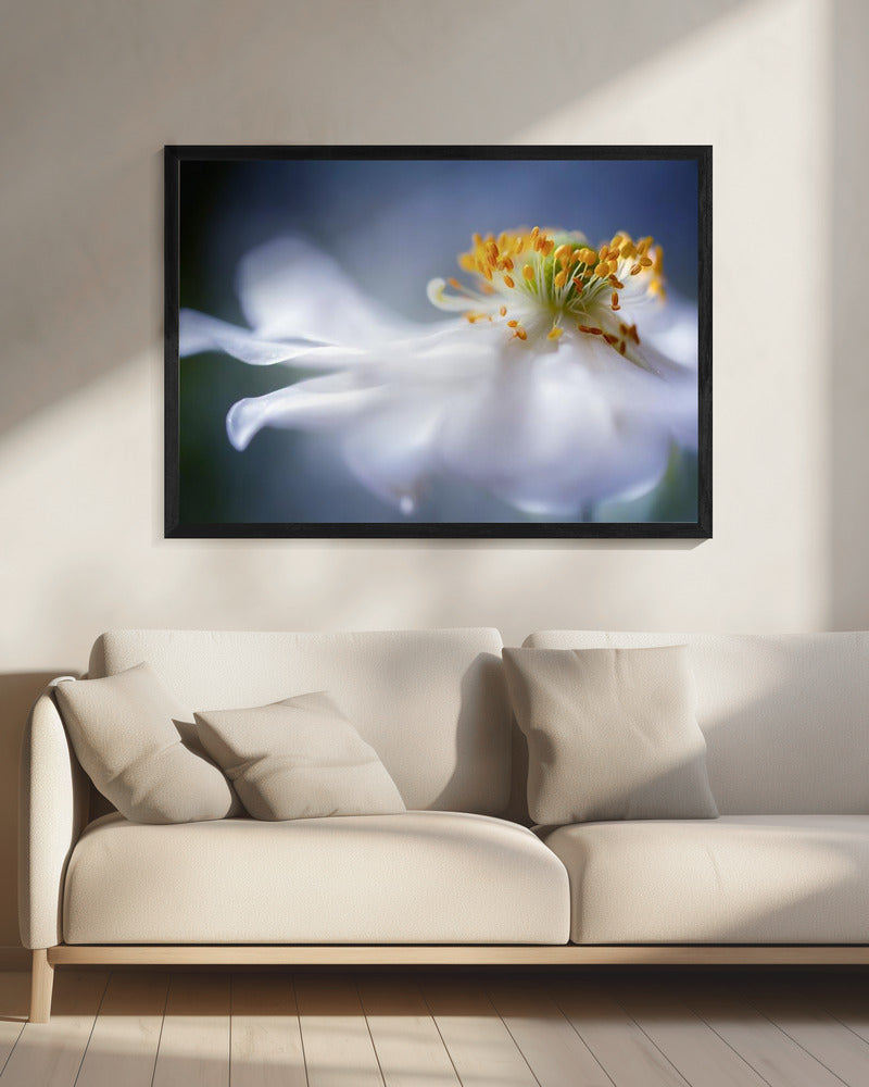 Anemoon 1 | Canvas