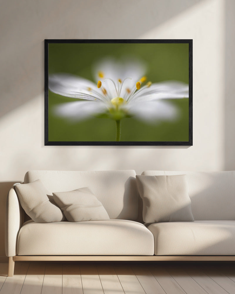 Zachtjes Stitchwort | Canvas