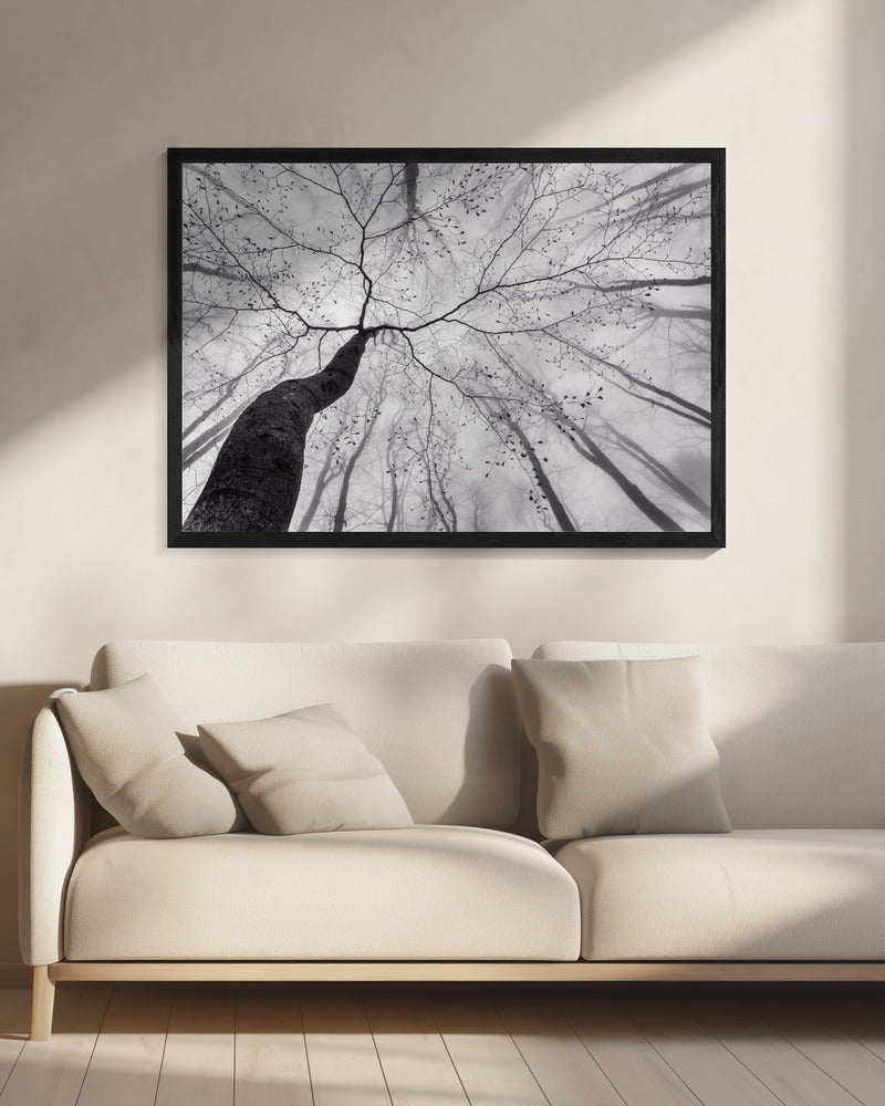 Een blik op de boomkroon | Canvas