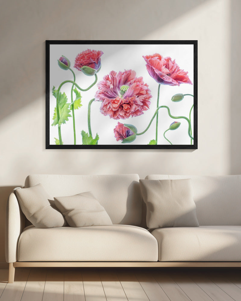 Fancy | Canvas